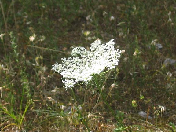 Daucus carota